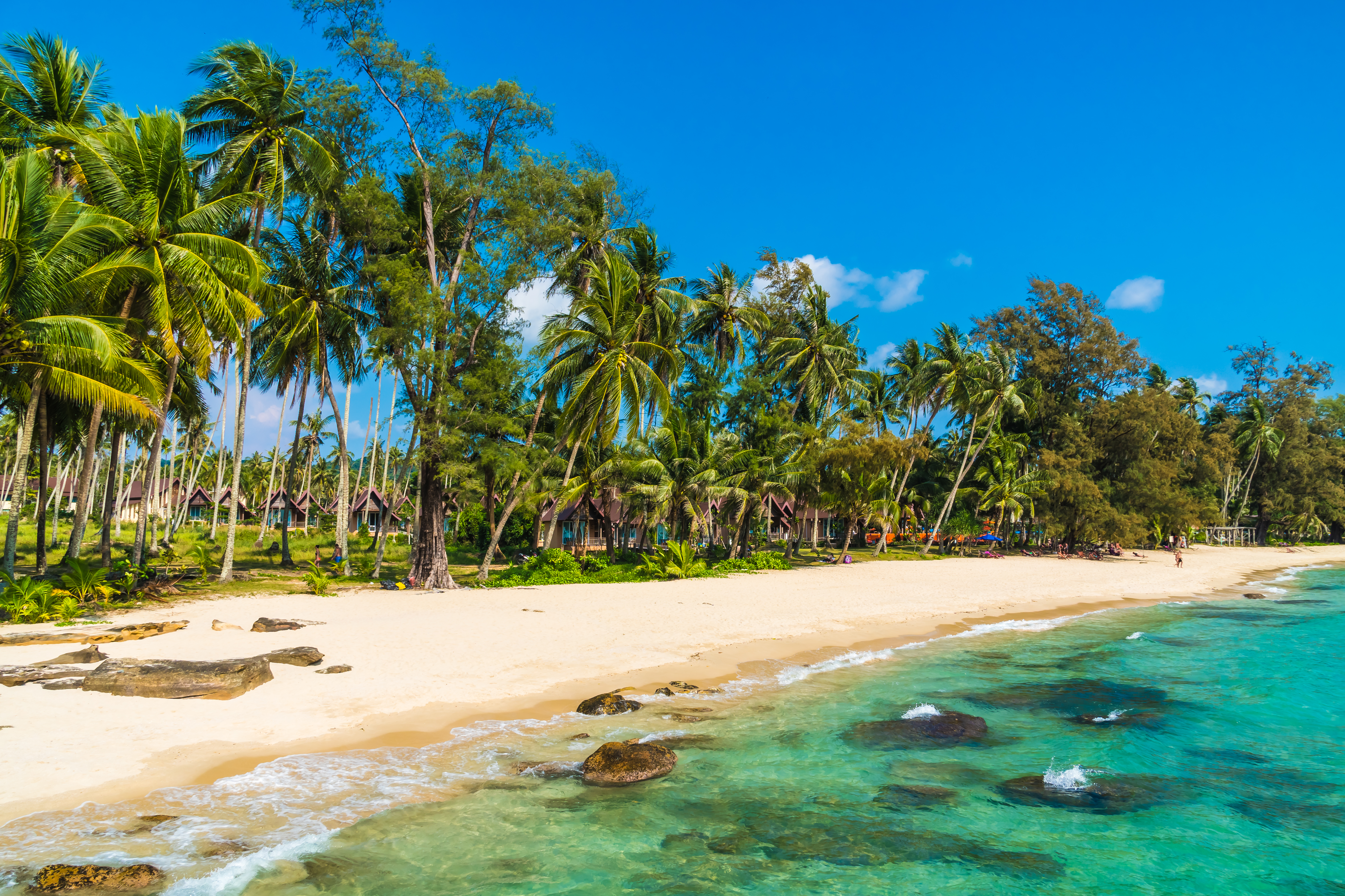 the sea and the beach surrounded by palm trees