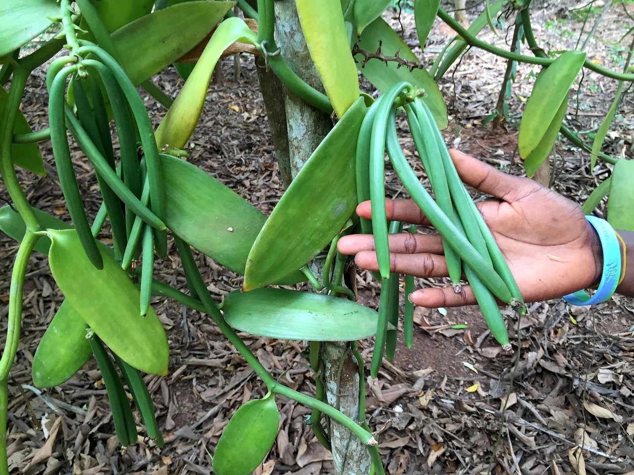 a hand holding up a vanilla orchid